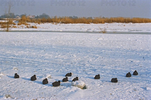 Coot, frozen Elbe, Bleckede, Lower Saxony, Germany, February 9, 1996, vintage, retro, old, historic