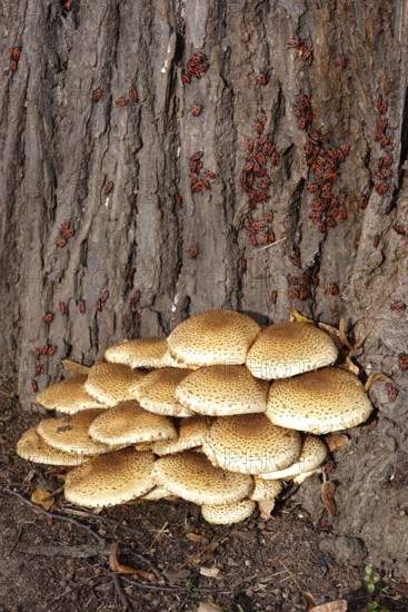 Mushrooms on a tree in autumn and fire bugs, Germany