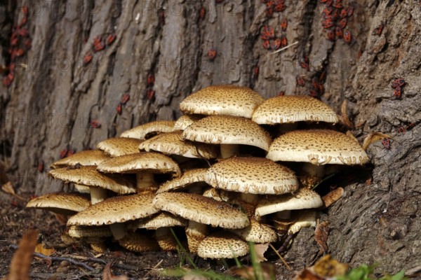 Mushrooms on a tree in autumn and fire bugs, Germany