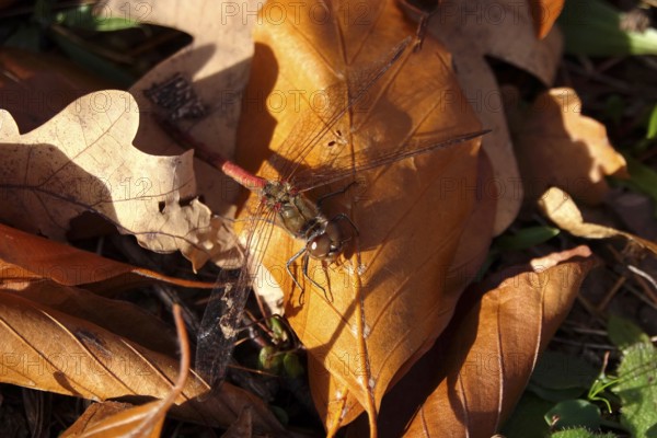 Dragonfly with prey on an autumn leaf, Germany