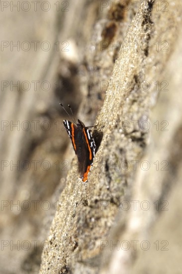 Beautiful butterfly admiral (Vanessa atalanta) on a wall, autumn, Germany