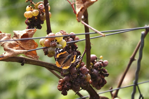 Beautiful butterfly admiral (Vanessa atalanta) on a vine, autumn, Germany