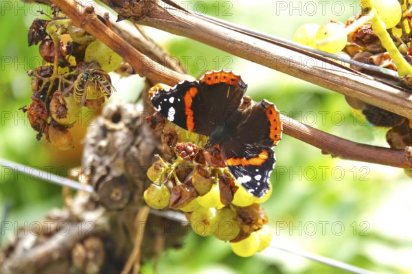 Beautiful butterfly admiral (Vanessa atalanta) on a vine, wasps, autumn, Germany