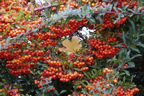 Lonely autumn leaf, Germany