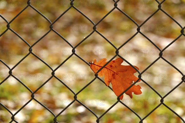 Lonely autumn leaf on a fence, Germany