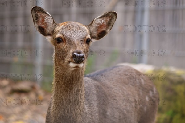Portrait of young female Cervus nippon Shika deer
