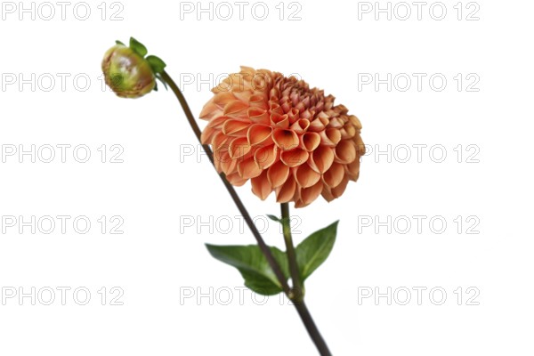 Peach colored Ball Dahlia flower in full bloom on white background
