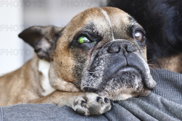 French Bulldog with eye injury and green liquid from medical fluorescein dye test to detect corneal ulceration damage