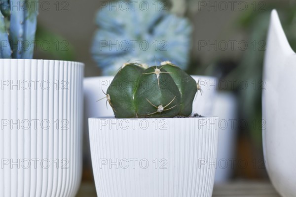 Small 'Gymnocalycium Horstii' cactus in flower pot between other cactus plants