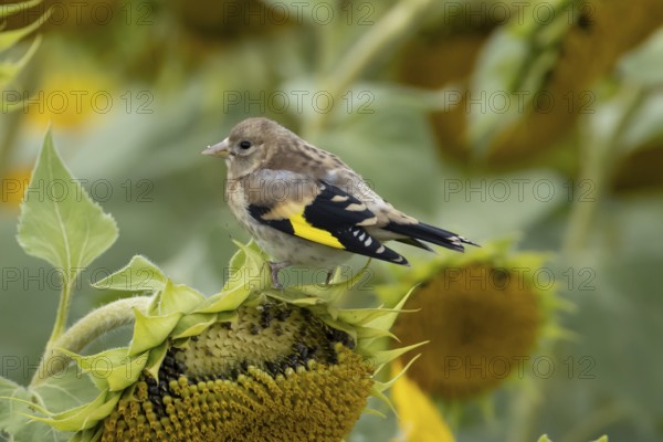 European goldfinch (Carduelis carduelis) juvenile baby bird on a sunflower seedhead in a field of sunflowers, England, United Kingdom