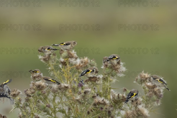 European goldfinch (Carduelis carduelis) juvenile baby birds feeding on Thistle plant seedheads, England, United Kingdom