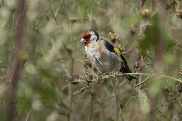 European goldfinch (Carduelis carduelis) adult bird on a Knapweed plant stem, England, United Kingdom
