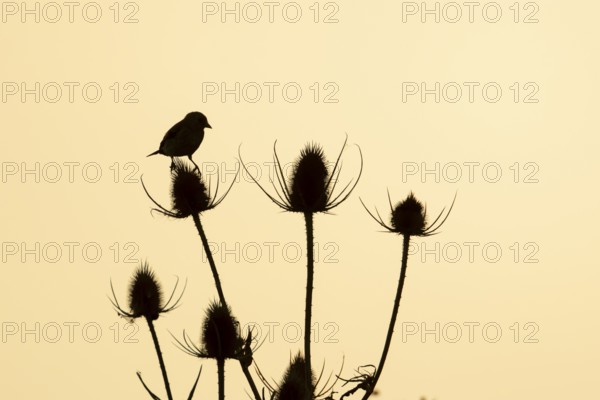 European goldfinch (Carduelis carduelis) silhouette of an adult bird on a Teasel plant seedhead at sunset, England, United Kingdom