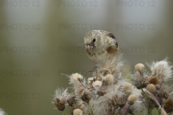 European goldfinch (Carduelis carduelis) juvenile baby bird feeding on Thistle plant seedheads, England, United Kingdom