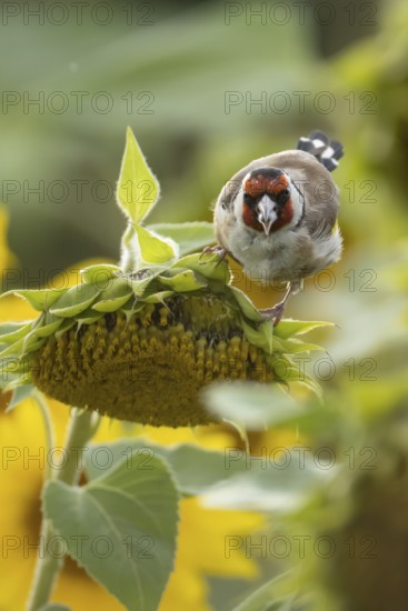 European goldfinch (Carduelis carduelis) adult bird feeding on a sunflower seed in a field of sunflowers, England, United Kingdom