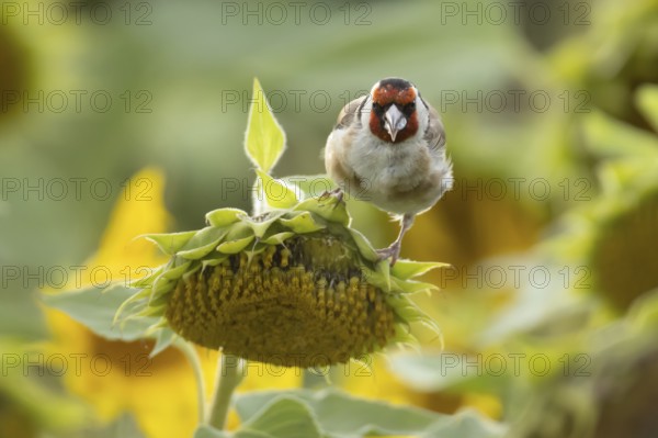 European goldfinch (Carduelis carduelis) adult bird feeding on a sunflower seed in a field of sunflowers, England, United Kingdom