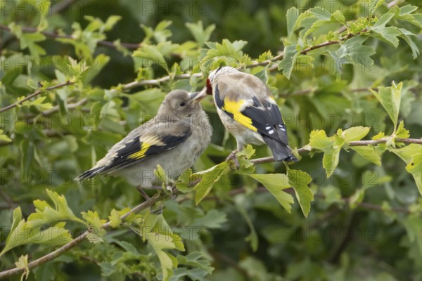 European goldfinch (Carduelis carduelis) adult bird feeding a juvenile baby fledgling in a hedgerow, England, United Kingdom