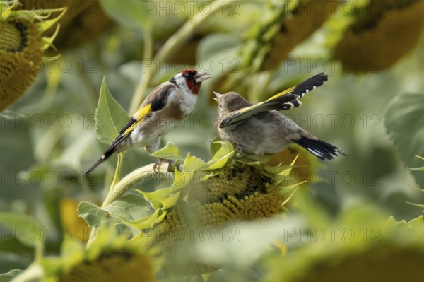 European goldfinch (Carduelis carduelis) adult bird feeding a juvenile baby fledgling on a sunflower seedhead in a field of sunflowers, England, United Kingdom