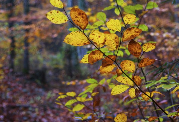 Branch with colorful beech leaves, beech, fagus, deciduous forest, autumn, Mondseeland, Salzkammergut Austria