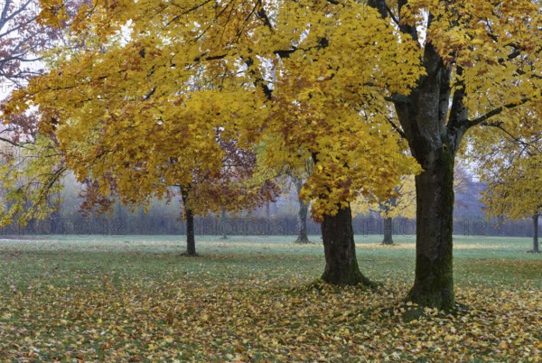 Park with colorful maple trees, leaves lying on the ground, Acer, autumn, Mondseeland, Salzkammergut Austria