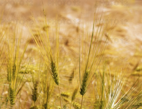Barley, Hordeum vulgare, barley field, Mondseeland, Salzkammergut, Upper Austria, Austria