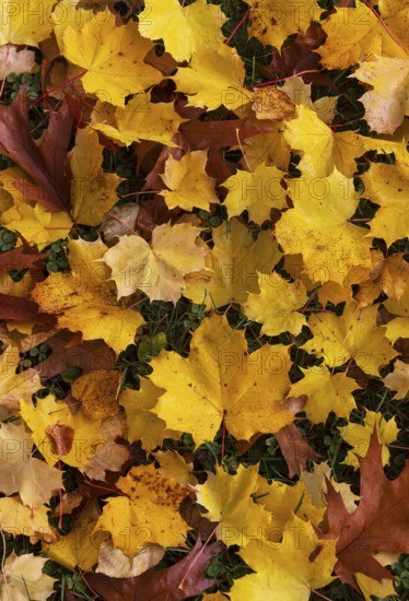Colourful maple leaves lie on the ground, acer, leaves, autumn, Mondseeland, Salzkammergut Austria