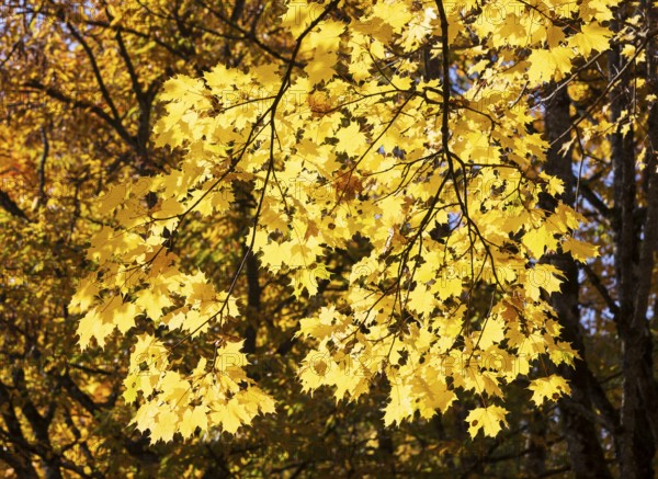 Yellow maple leaves in autumn forest, Acer, Mondsee, Salzkammergut, Upper Austria, Austria