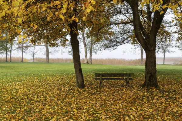 Park with park bench and colorful maple trees, leaves lying on the ground, Acer, autumn, Mondseeland, Salzkammergut Austria