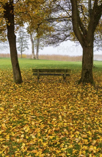 Park with park bench and colorful maple trees, leaves lying on the ground, Acer, autumn, Mondseeland, Salzkammergut Austria