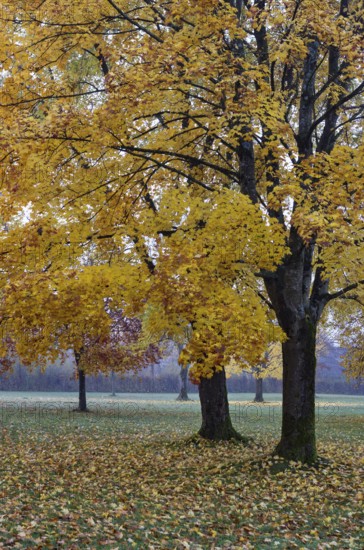 Park with colorful maple trees, leaves lying on the ground, Acer, autumn, Mondseeland, Salzkammergut Austria
