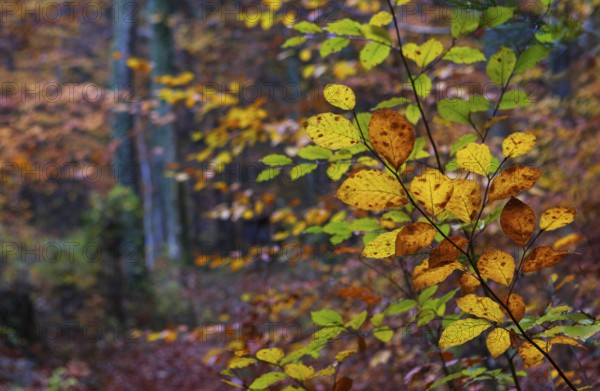Branch with colorful beech leaves, beech, fagus, deciduous forest, autumn, Mondseeland, Salzkammergut Austria