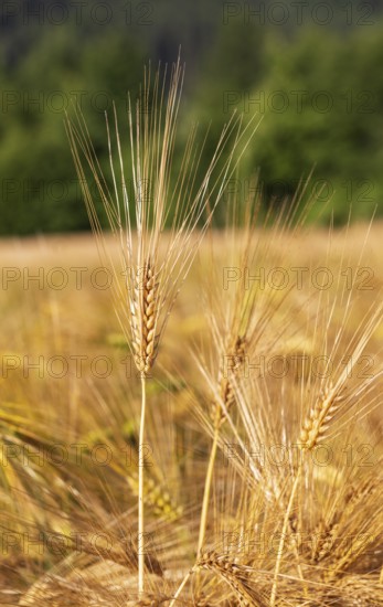 Barley, Hordeum vulgare, barley field, Mondseeland, Salzkammergut, Upper Austria, Austria