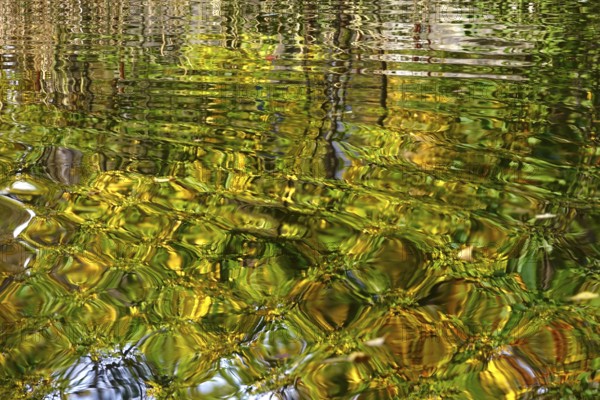 Trees in autumn are picturesquely reflected in a lake, Germany