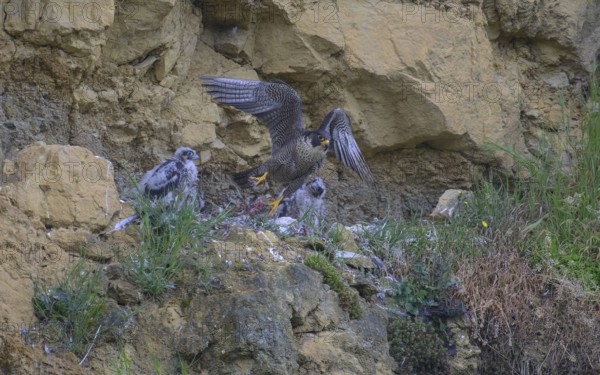 Peregrine falcon (Falco peregrinus), adult female taking off from Felsenhorst after feeding nestlings in picturesque rocky scenery, biosphere area, Swabian Jura, Baden-Württemberg, Germany