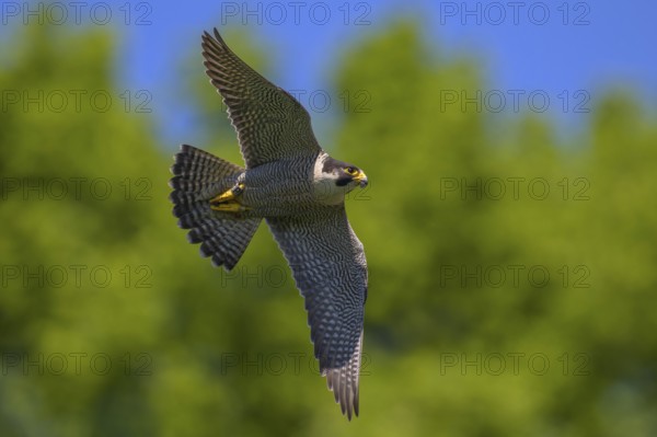 Peregrine falcon (Falco peregrinus), adult male flying against a blue sky, biosphere area, Swabian Jura, Baden-Württemberg, Germany