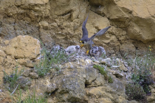 Peregrine falcon (Falco peregrinus), adult male taking off from Felsenhorst after feeding nestlings in picturesque rocky scenery, biosphere area, Swabian Jura, Baden-Württemberg, Germany