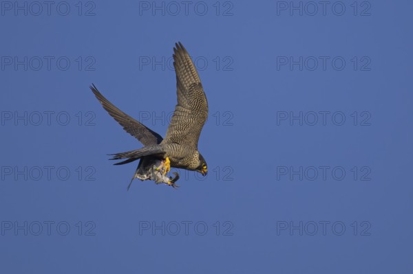 Peregrine falcon (Falco peregrinus), adult female flying with prey against a blue sky, biosphere area, Swabian Jura, Baden-Württemberg, Germany
