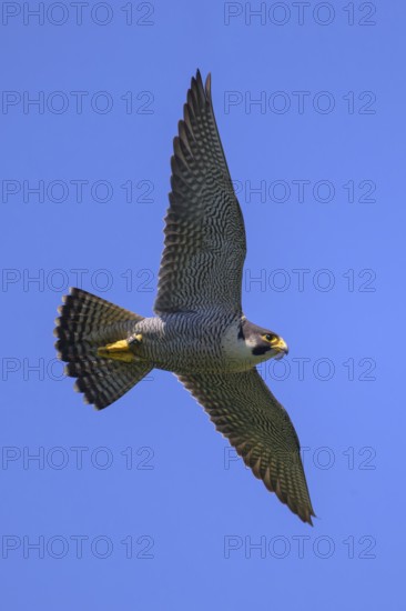 Peregrine falcon (Falco peregrinus), adult male flying against a blue sky, biosphere area, Swabian Jura, Baden-Württemberg, Germany