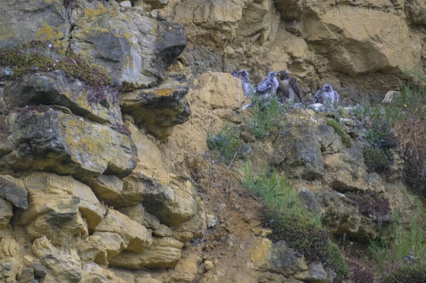 Peregrine falcon (Falco peregrinus), adult female in her habitat feeding nestlings in picturesque rocky scenery, biosphere area, Swabian Jura, Baden-Württemberg, Germany