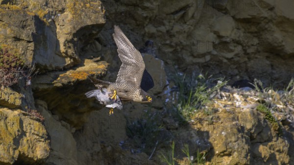 Peregrine falcon (Falco peregrinus), adult female flying with prey in picturesque rocky scenery, biosphere area, Swabian Jura, Baden-Württemberg, Germany