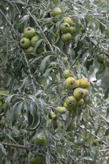 Willow leaf pear (Pyrus salicifolia) Rosaceae family, fruits, fruit stand, Münsterland, North Rhine-Westphalia, Germany