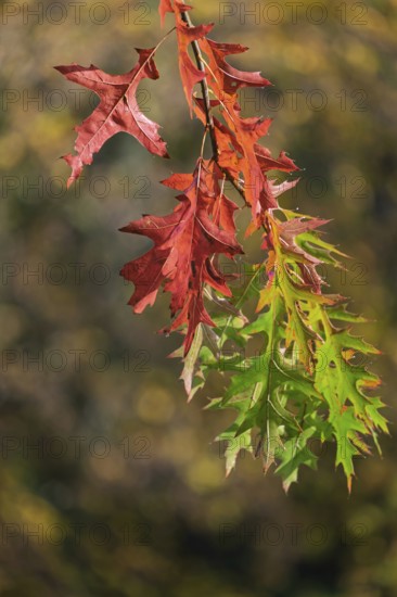 Autumn leaves, branch with green and red colored leaves, Münsterland, North Rhine-Westphalia, Germany