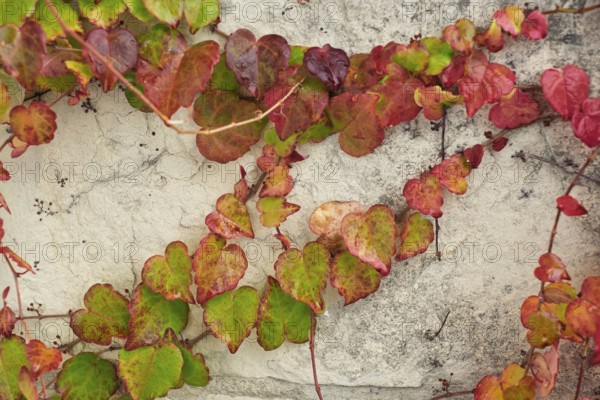 Colourful autumn leaves on a house wall, Münsterland, North Rhine-Westphalia, Germany