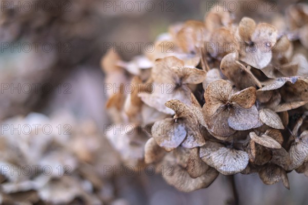 Close-up of wilted hydrangeas in soft shades of brown showing autumnal transience, Münsterland, North Rhine-Westphalia, Germany