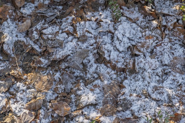 Frozen leaves on forest floor with hoarfrost and snow, Münsterland, North Rhine-Westphalia, Germany