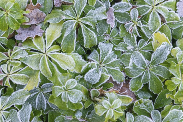 Green leaves covered with hoarfrost show a wintery depiction of nature with a cool atmosphere, Münsterland, North Rhine-Westphalia, Germany