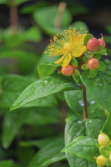 St. John's wort (Hypericum inodorum), flower and fruits, North Rhine-Westphalia, Germany