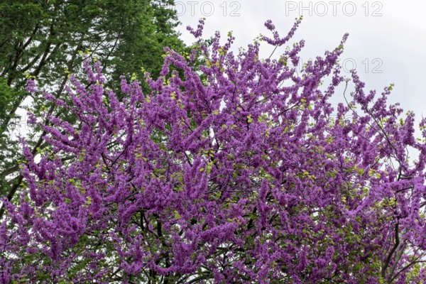 Blooming common Judas tree (Cercis siliquastrum), Palatinate, Rhineland-Palatinate, Germany