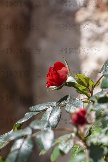 Red Rose (Rosa sp.), Tuscany, Italy