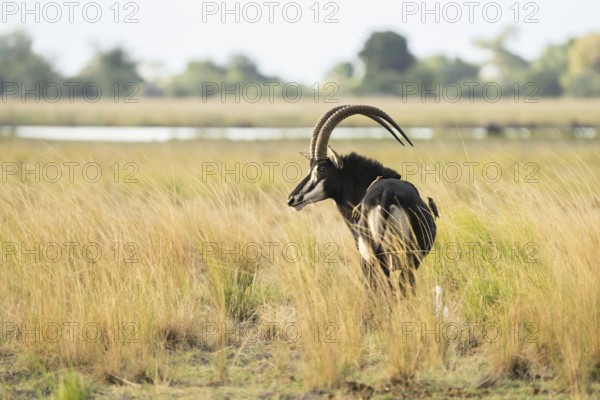 Sable Antelope (Hippotragus niger), portrait full size of animal. Chobe National Park, Botswana